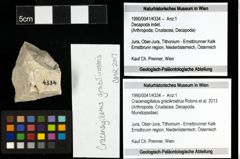 Foto (Objekt + Etiketten) von Cracensigillatus gracilirostrus (Robins et al., 2013) 